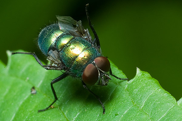 Lucilia ceasar (padlinwka cesarska)