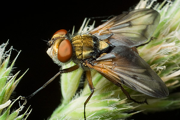 alophora hemiptera