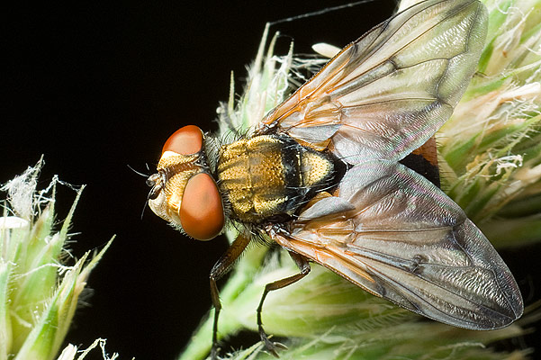 alophora hemiptera