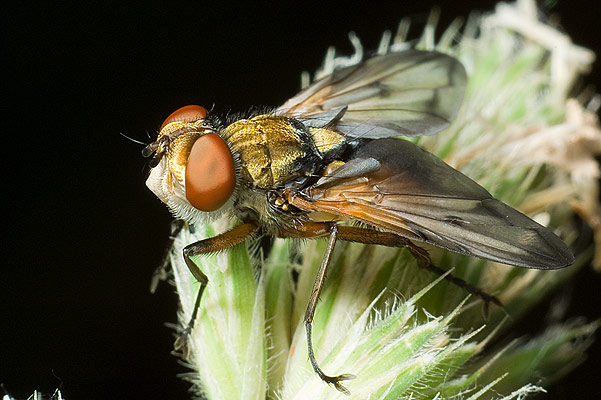 alophora hemiptera