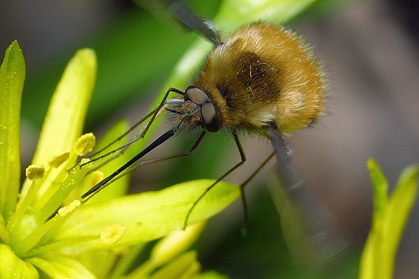 Bombylius major (Bujanka wiksza)