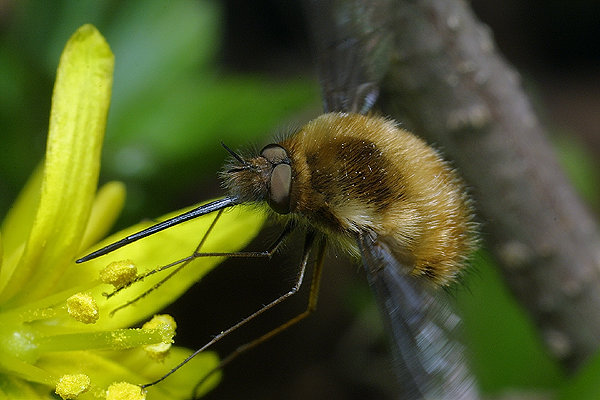 Bombylius major (Bujanka wiksza)