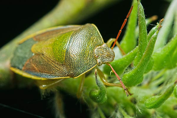 Piezodorus lituratus