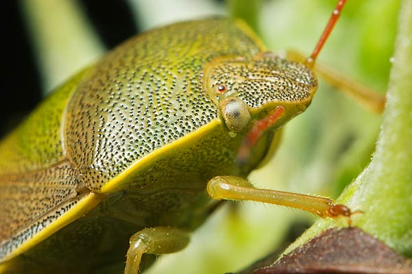 Piezodorus lituratus