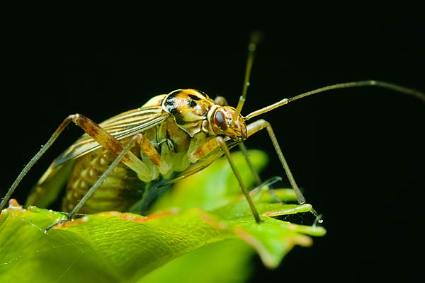 Calocoris quadripunctatus