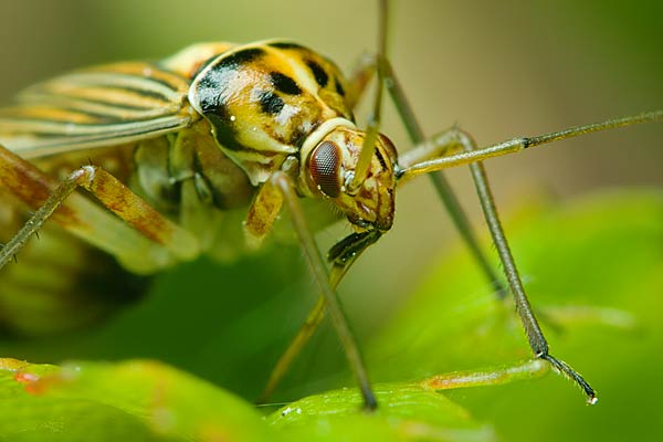 Calocoris quadripunctatus