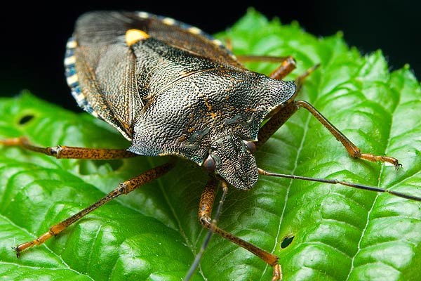 Pentatoma rufipes (Tarczwka rudonoga)