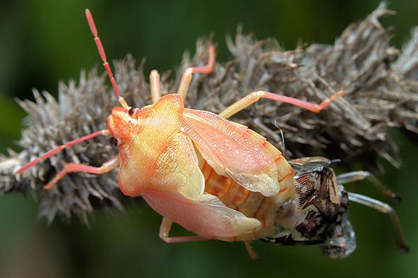 Antheminia lunulata (Anteminia ksiycowa)