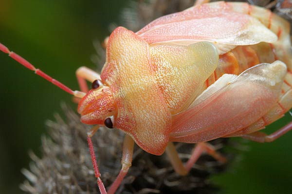 Antheminia lunulata (Anteminia ksiycowa)