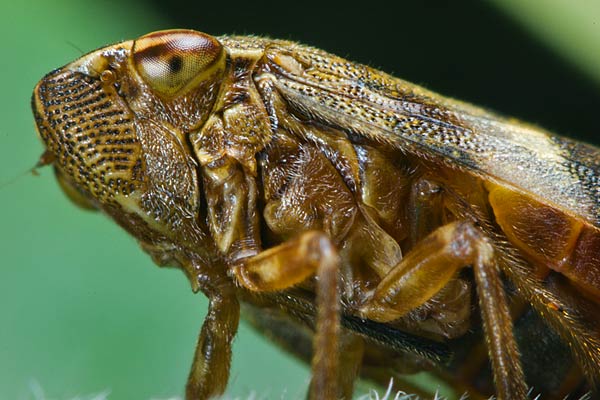 Aphrophora alni (Pienik olchowiec)