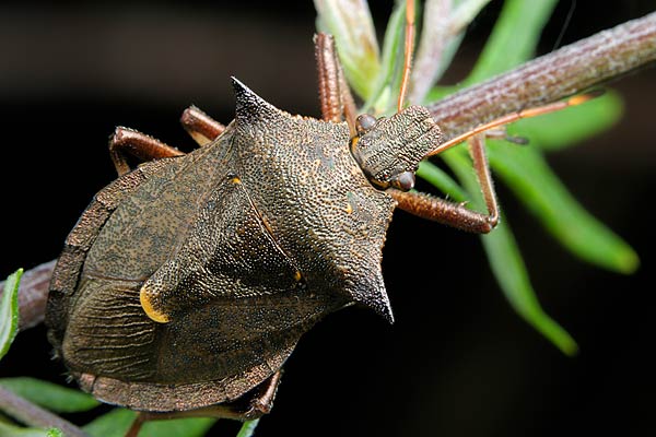 Picromerus bidens (Zbrojec dwuzbny)