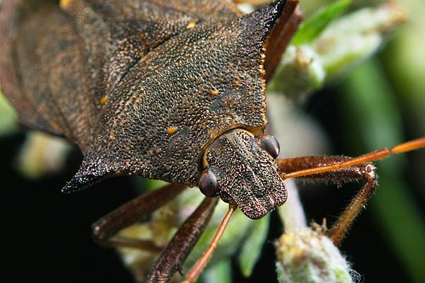 Picromerus bidens (Zbrojec dwuzbny)