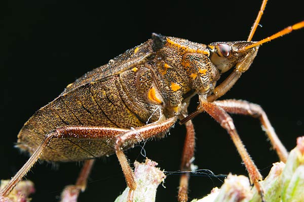 Picromerus bidens (Zbrojec dwuzbny)