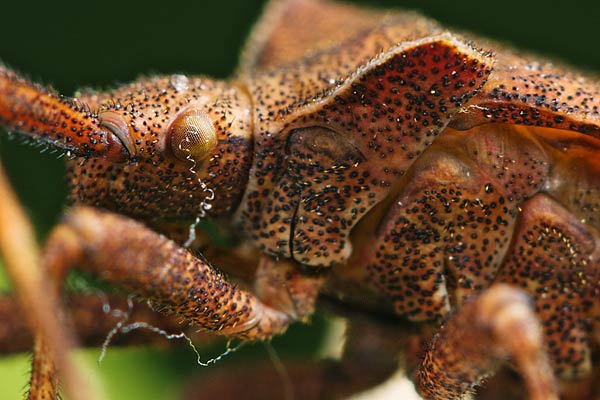 Coreus marginatus (Wtyk straszyk)