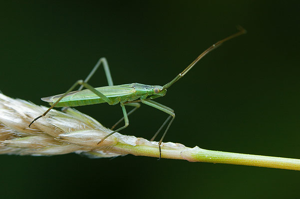 notostira elongata