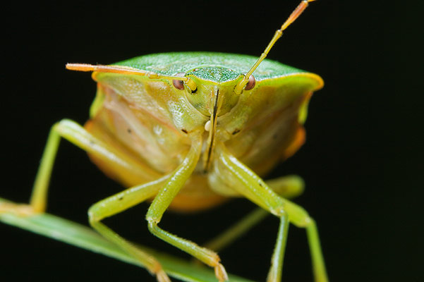 Palomena prasina (Odorek zieleniak)