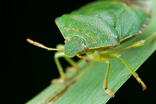 Palomena prasina (Odorek zieleniak)