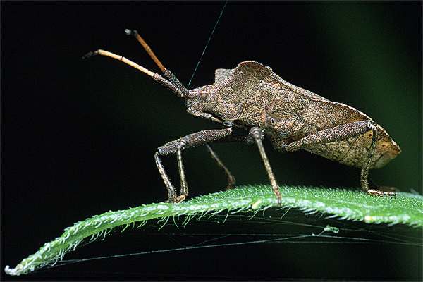 Coreus marginatus (Wtyk straszyk)