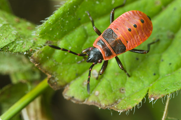 Pyrrhocoris apterus (Kowal bezskrzydy) - larve