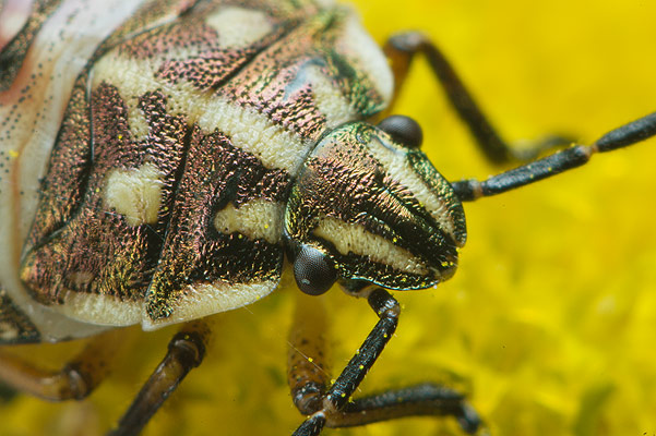 carpocoris purpureipennis larve