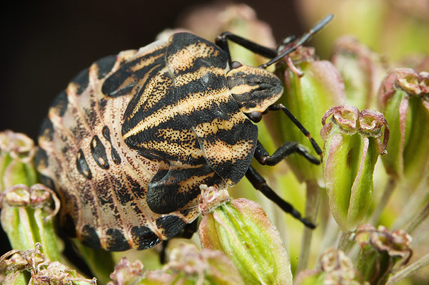 Graphosoma lineatum (Strojnica Baldaszkwka)