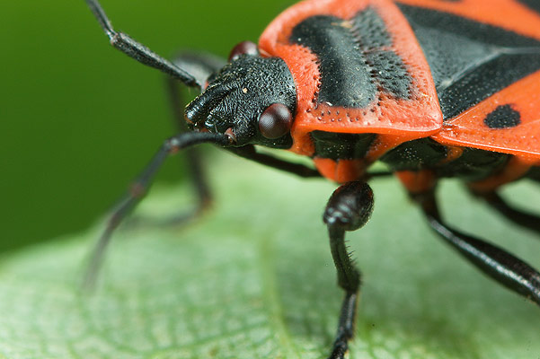 Pyrrhocoris apterus (Kowal bezskrzydy)