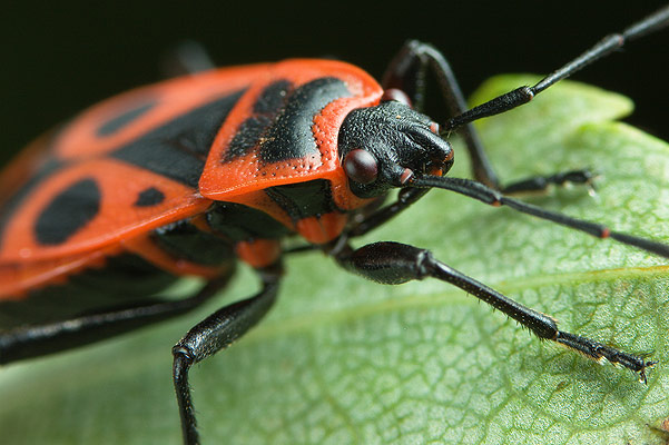 Pyrrhocoris apterus (Kowal bezskrzydy)