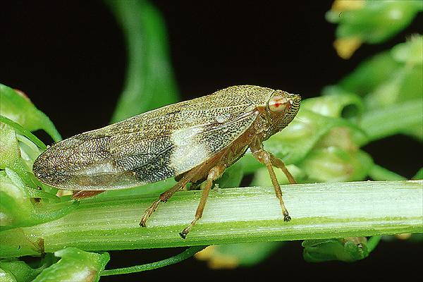 Aphrophora alni (Pienik olchowiec)