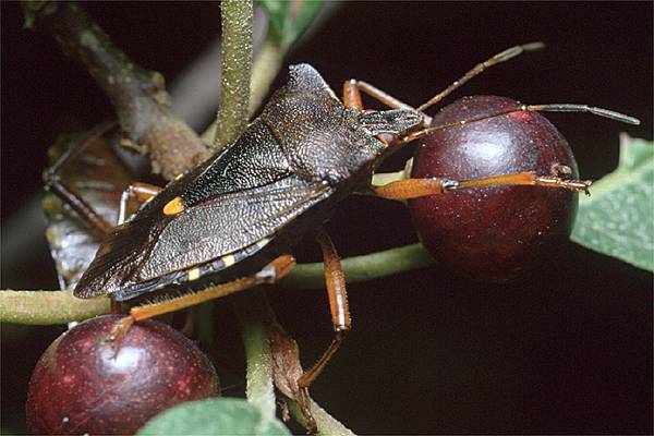 Pentatoma rufipes (Tarczwka rudonoga)