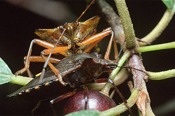 Pentatoma rufipes (Tarczwka rudonoga)