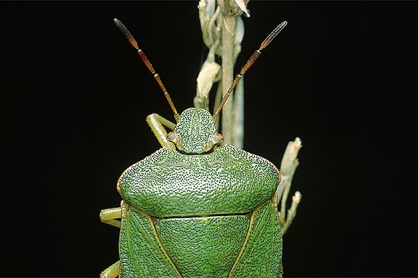 Palomena prasina (Odorek zieleniak)