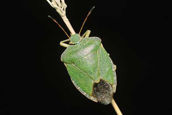 Palomena prasina (Odorek zieleniak)