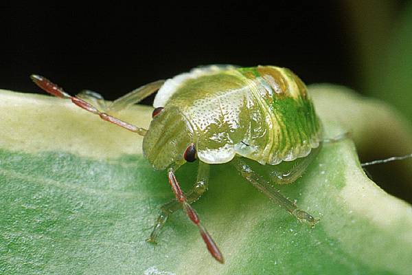 Palomena prasina (Odorek zieleniak)