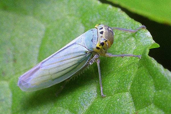 Cicadella viridis (skoczek sadowiec)