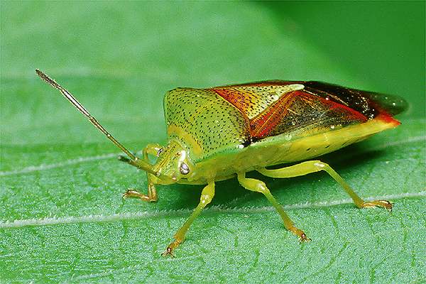 Acanthosoma haemorrhoidale (Puklica rudnica)