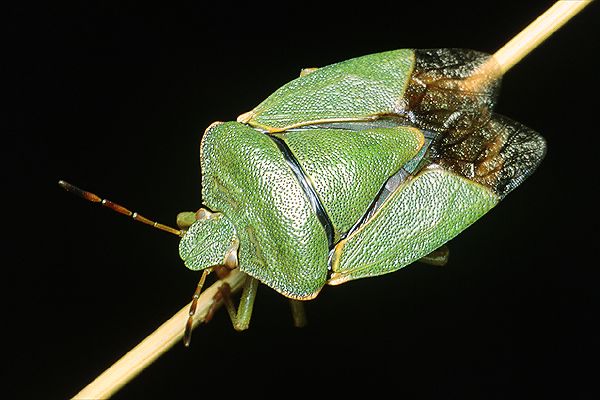 Palomena prasina (Odorek zieleniak)