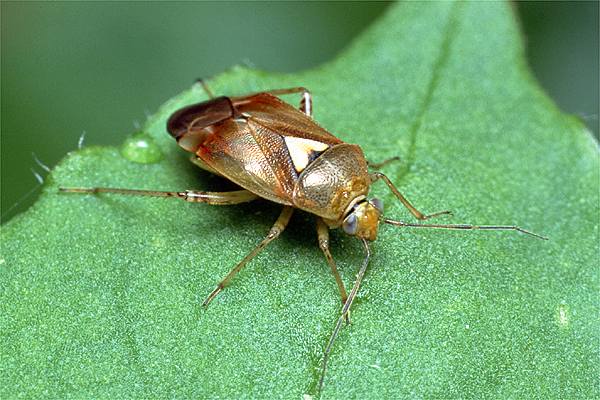 Lygus pratensis (Zmienik ziemniaczak)