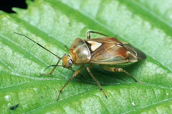 Lygus pratensis (Zmienik ziemniaczak)