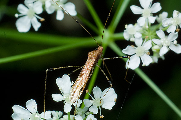 metatropis rufescens