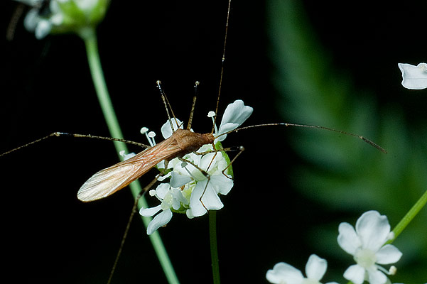 metatropis rufescens