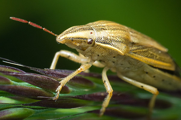 aelia acuminata (lednica zboowa)