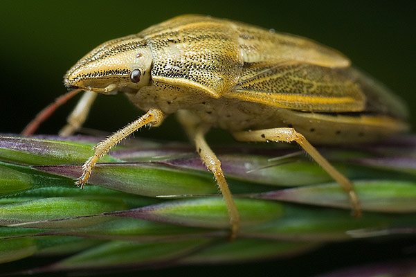 aelia acuminata (lednica zboowa)