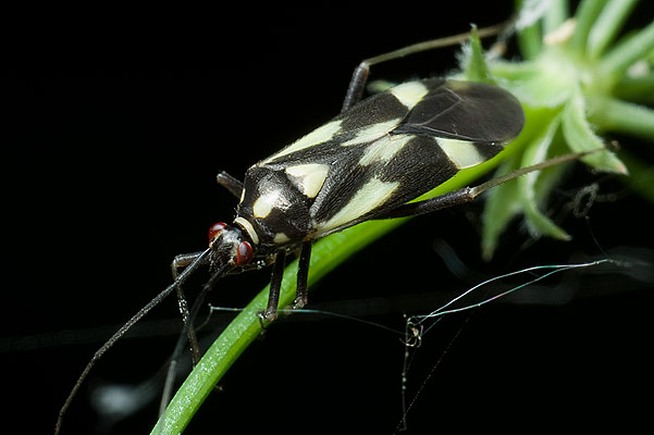 grypocoris sexguttatus