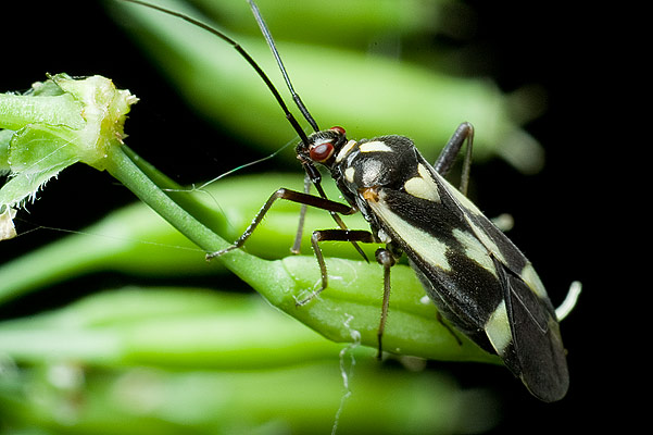 grypocoris sexguttatus