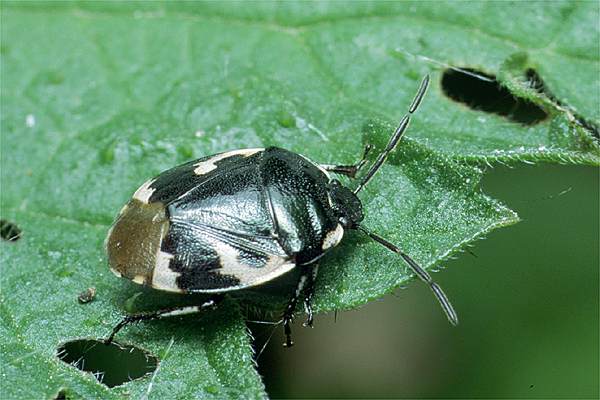 Sehirus bicolor