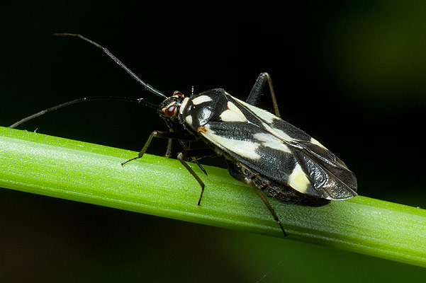 grypocoris sexguttatus