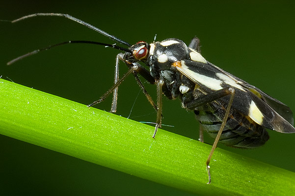 grypocoris sexguttatus