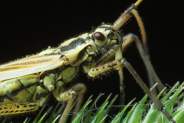 leptopterna dolabrata