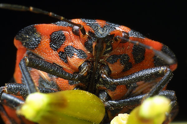 Graphosoma lineatum (Strojnica Baldaszkwka)