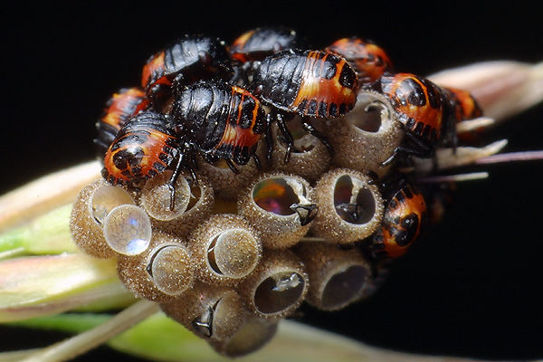 Graphosoma lineatum (Strojnica Baldaszkwka)